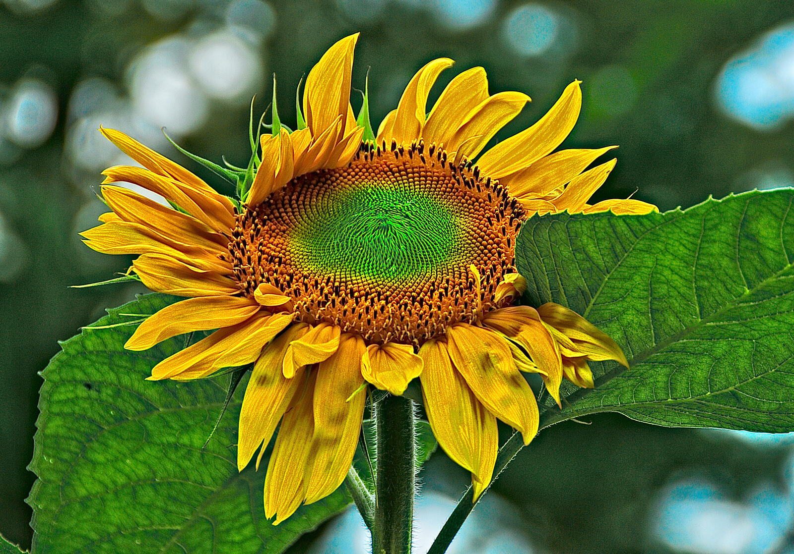 Wallpapers sunflower sunflower close-up big sunflower on the desktop