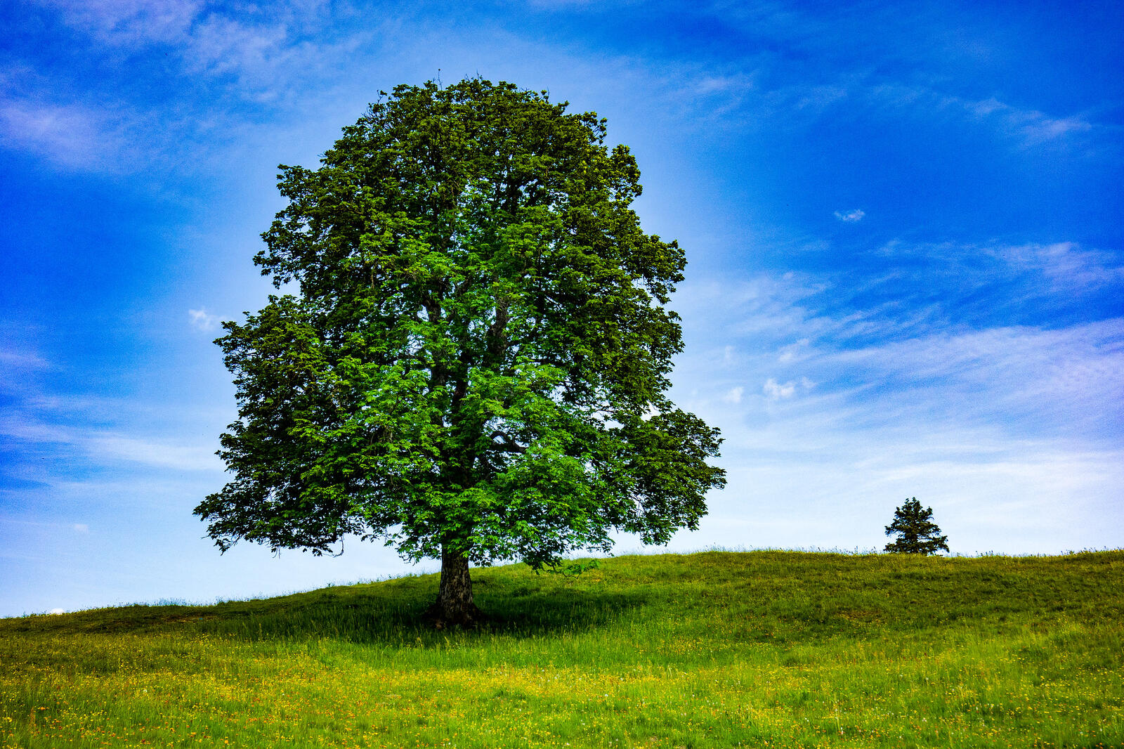 Бесплатное фото Одинокое дерево