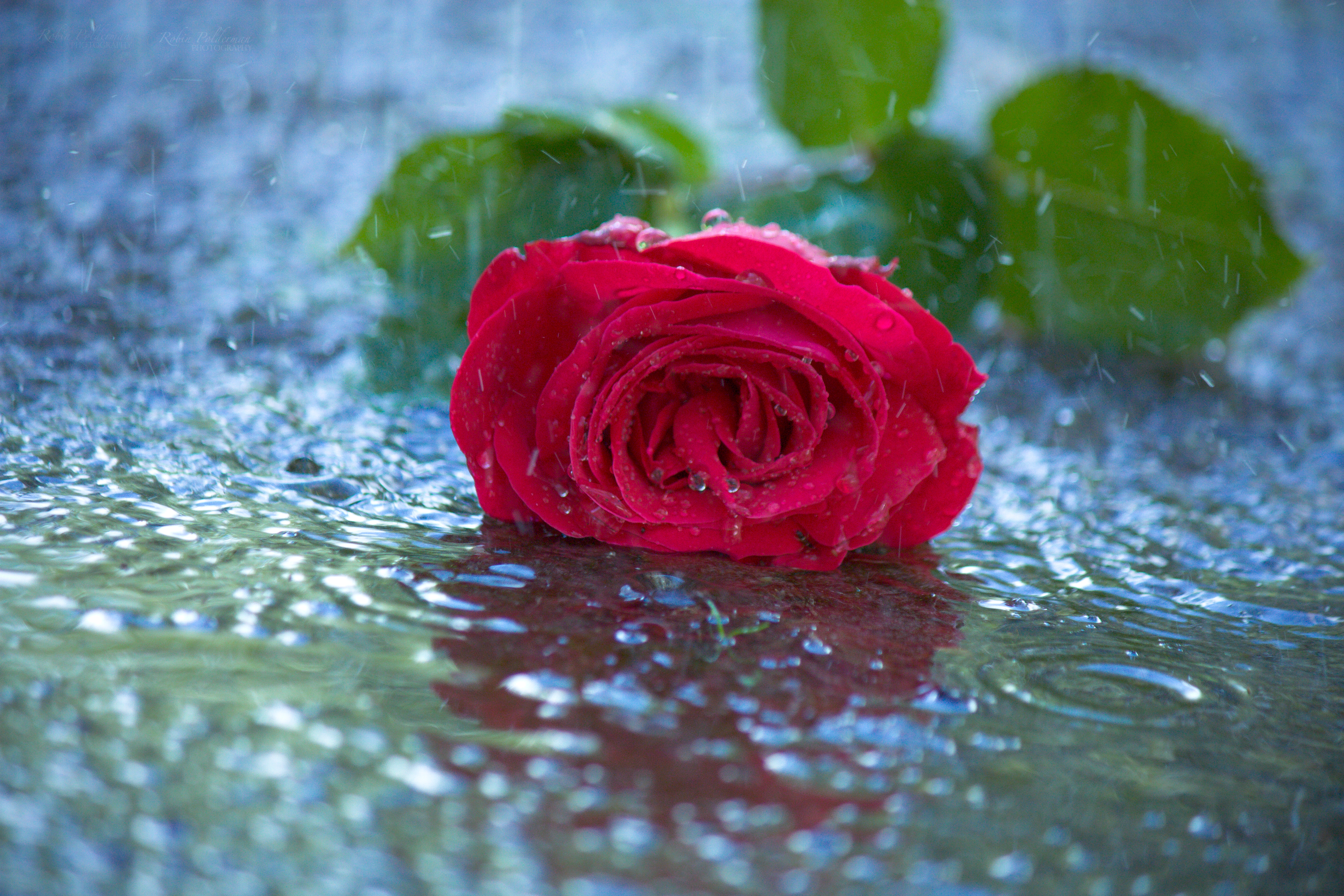 Фото бесплатно роза, плохая погода, капли