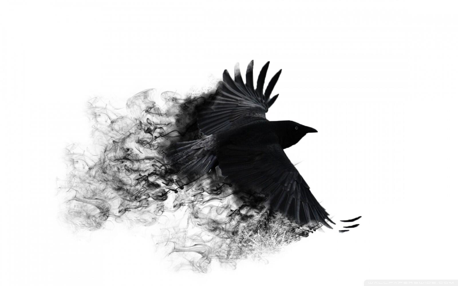 Wallpapers background ravens minimalistic on the desktop