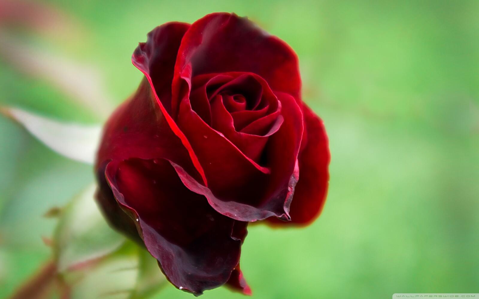 Обои любовь одинокая роза бутон розы на рабочий стол