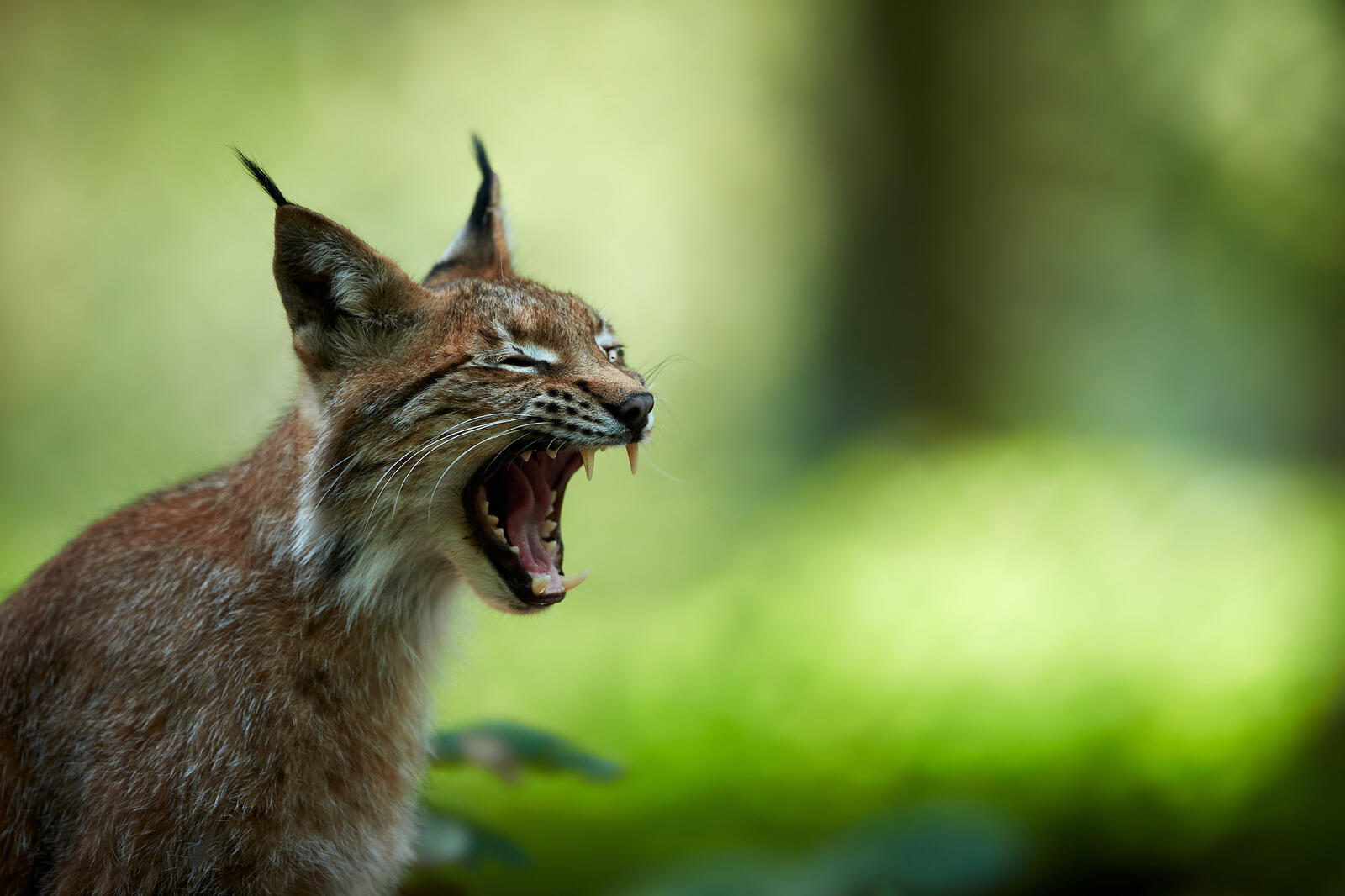 Wallpapers lynx predator cat on the desktop