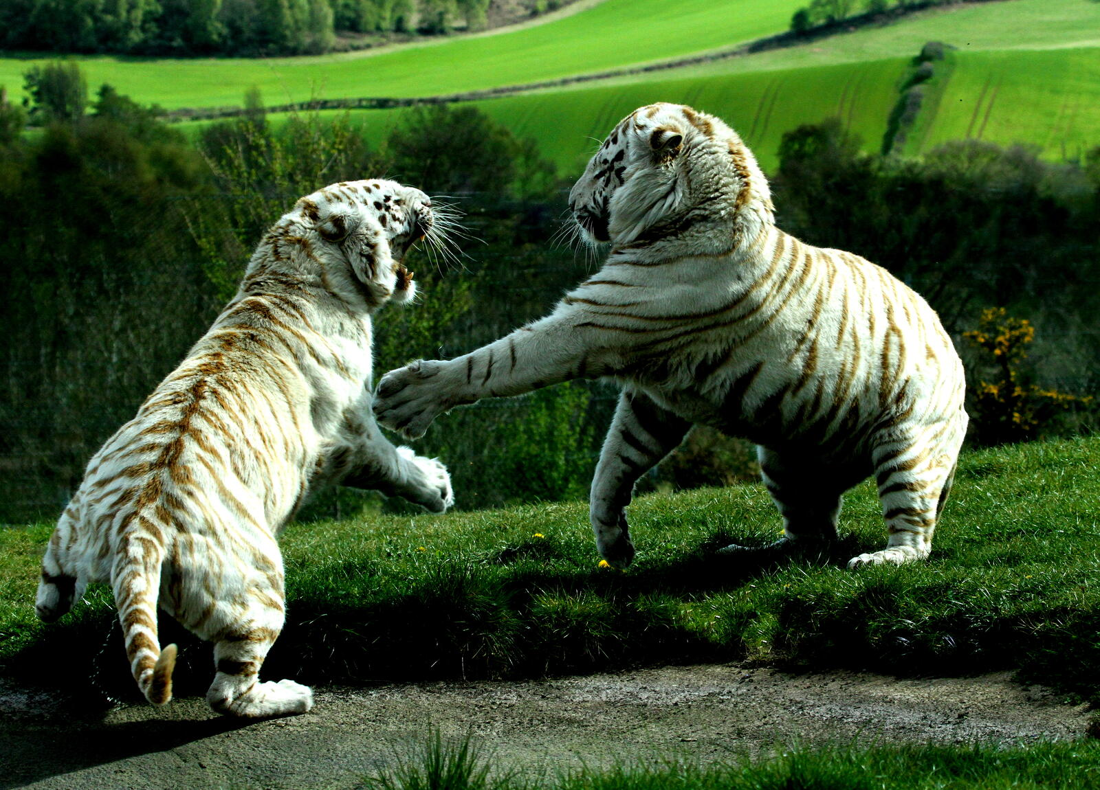 Обои битва белых тигров хищник на рабочий стол