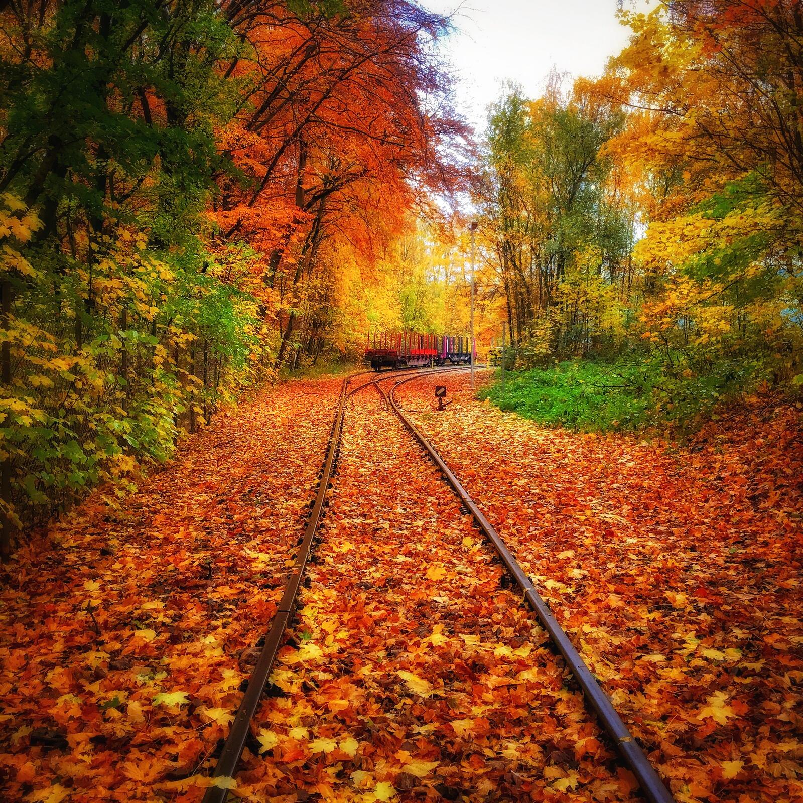 Обои красивая осень железная дорога лес на рабочий стол