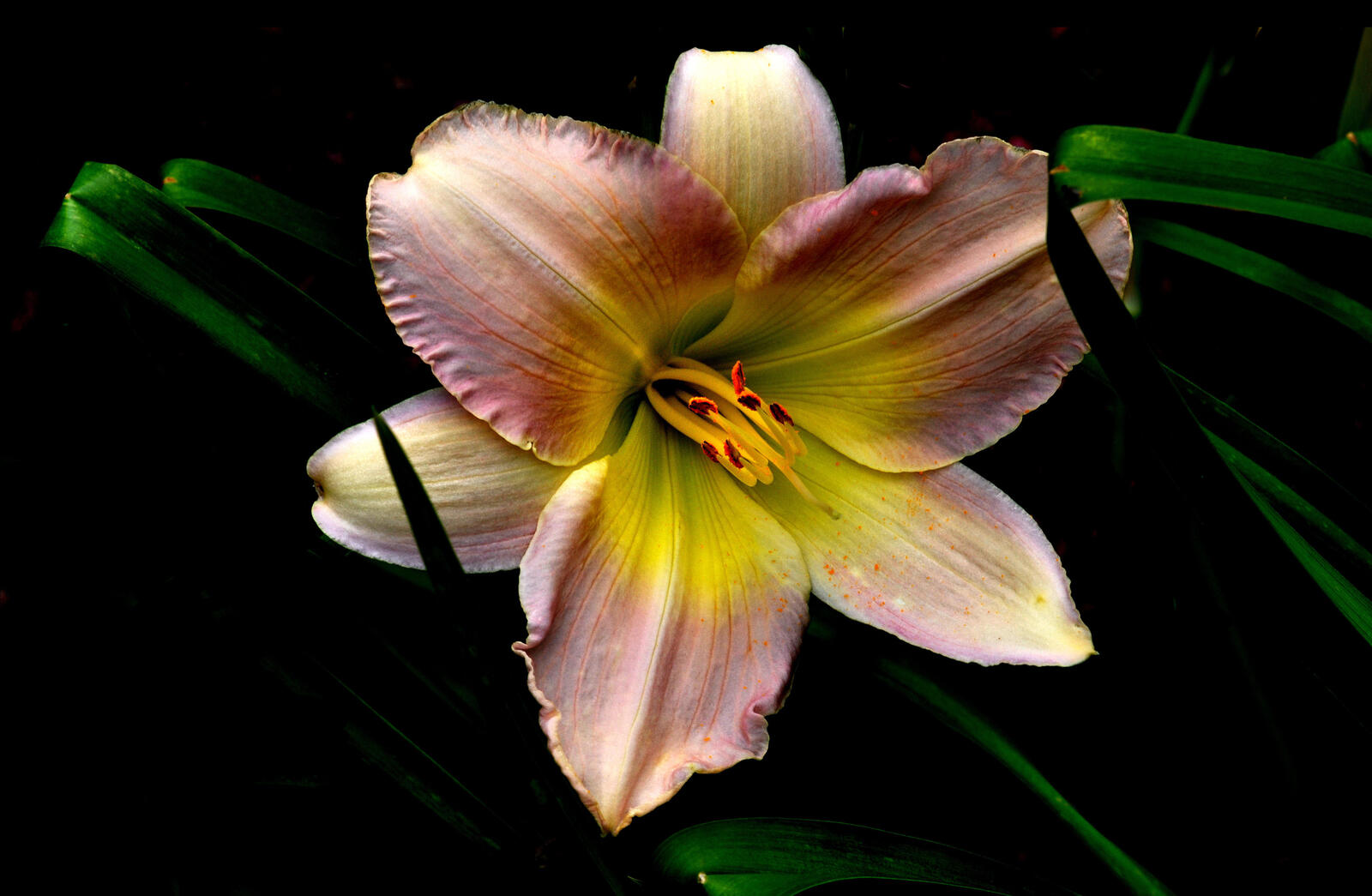 Wallpapers lilies lilyt lonely flower on the desktop