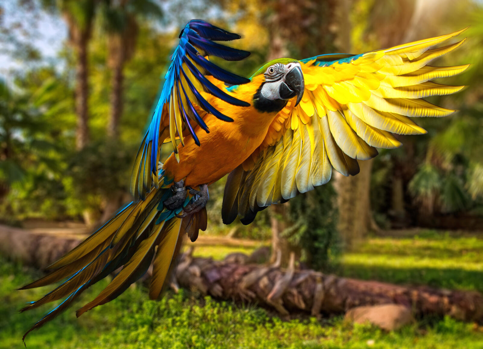 Free photo Macaw parrot