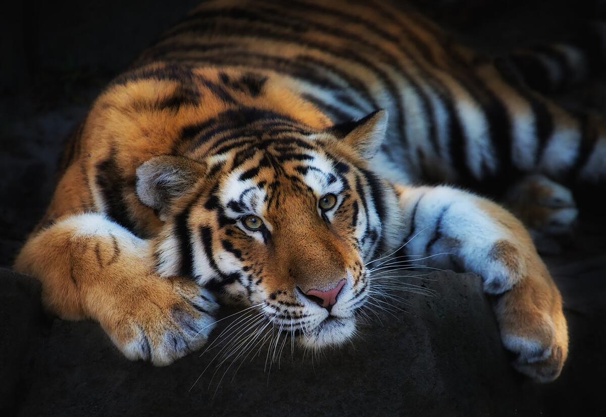 Screensaver tiger, predator, big cat