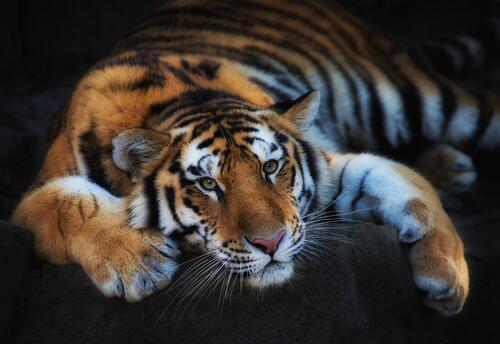 Заставки на тему тигр, хищник, большая кошка