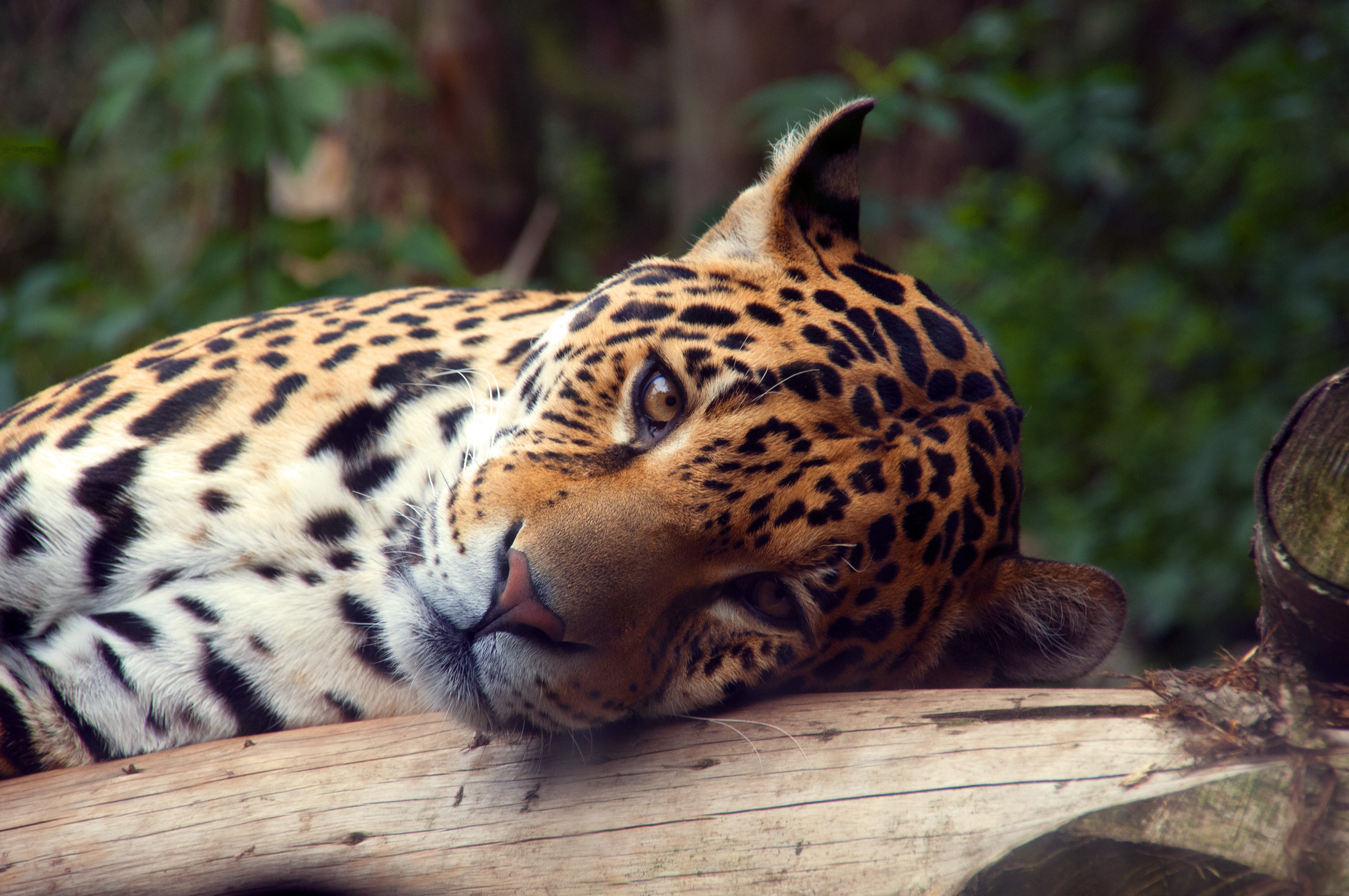 Фото бесплатно Leopard, Edinburgh Zoo, Corstorphine