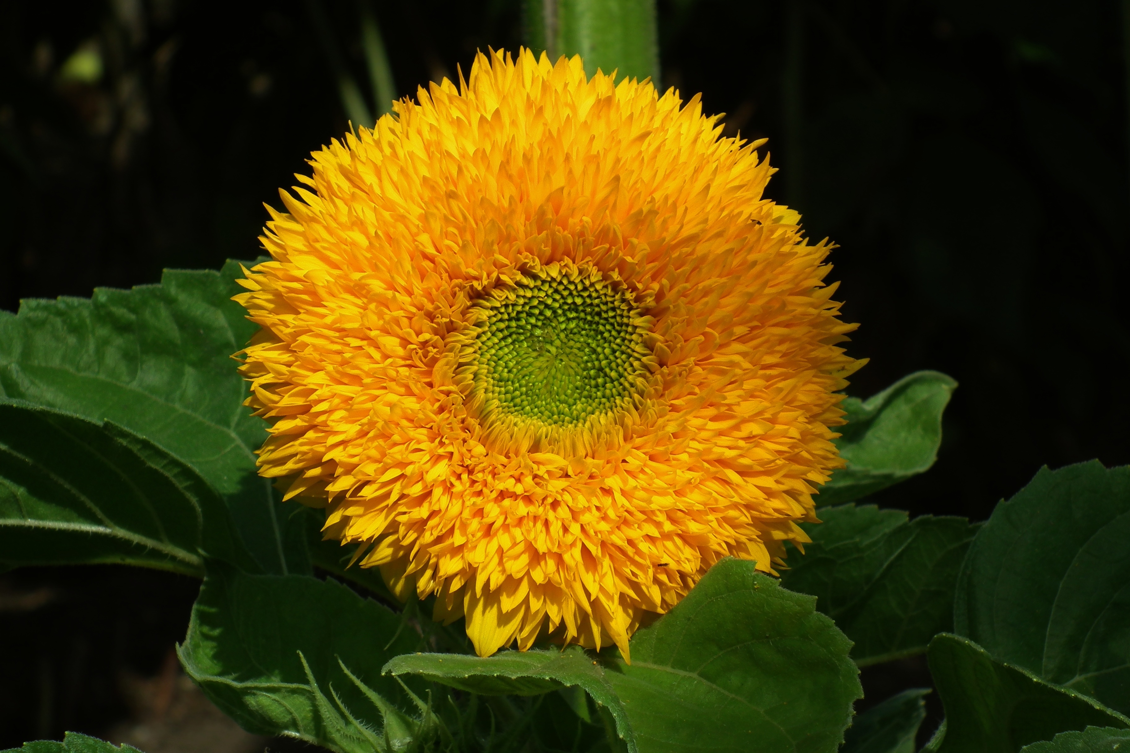Фото бесплатно цветы, желтый подсолнух, большой подсолнух