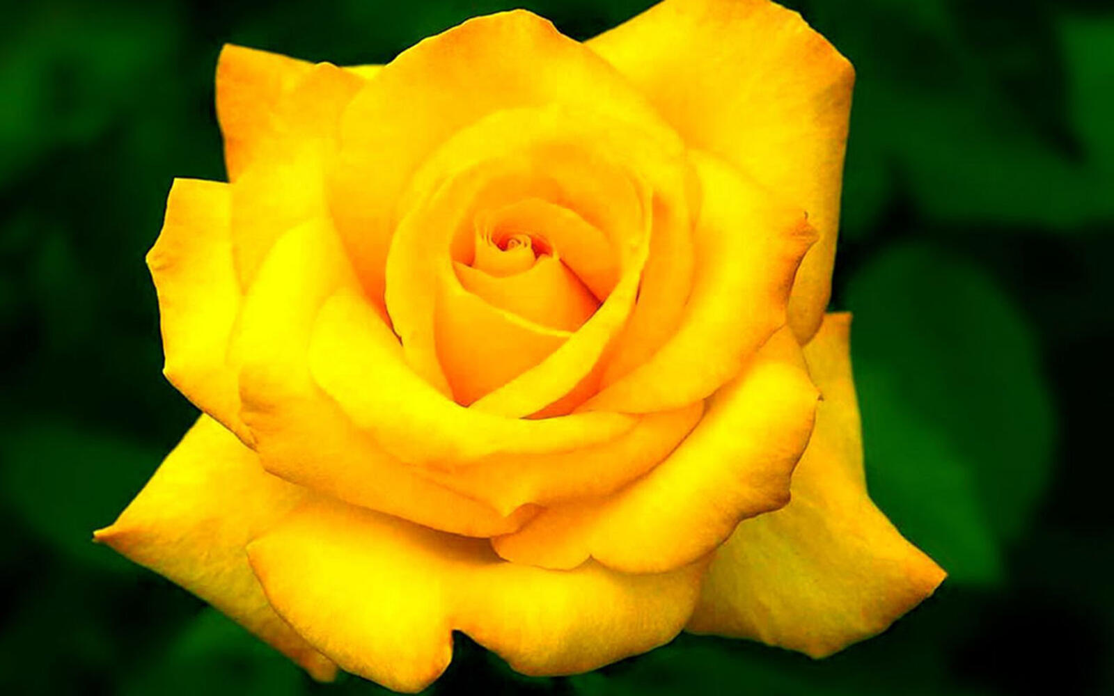 Обои роза желтая роза бутон розы на рабочий стол