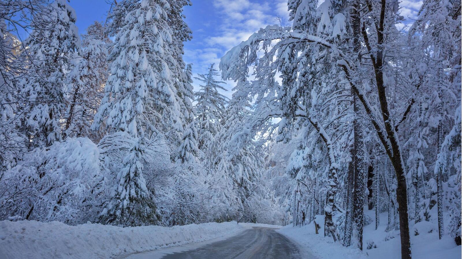 Wallpapers winter forest road trees on the desktop