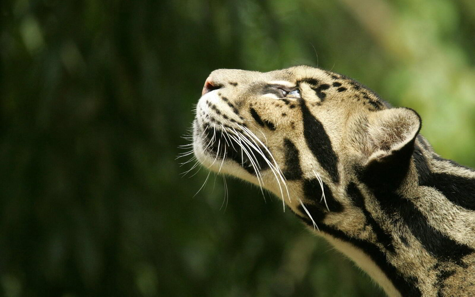 Обои Clouded Leopard Nashville Zoo Grassmere на рабочий стол