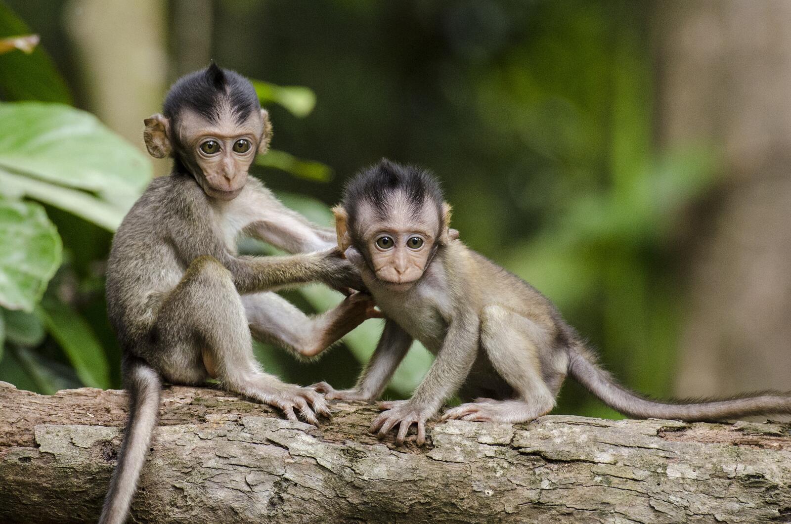 Обои monkeys мартышки обезьяны на рабочий стол