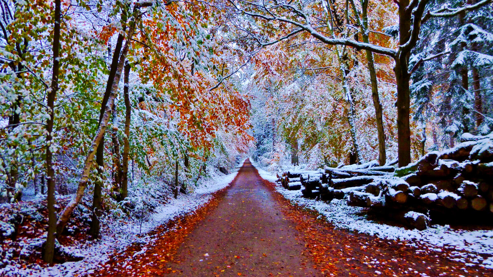Free photo Autumn leaves covered with snow