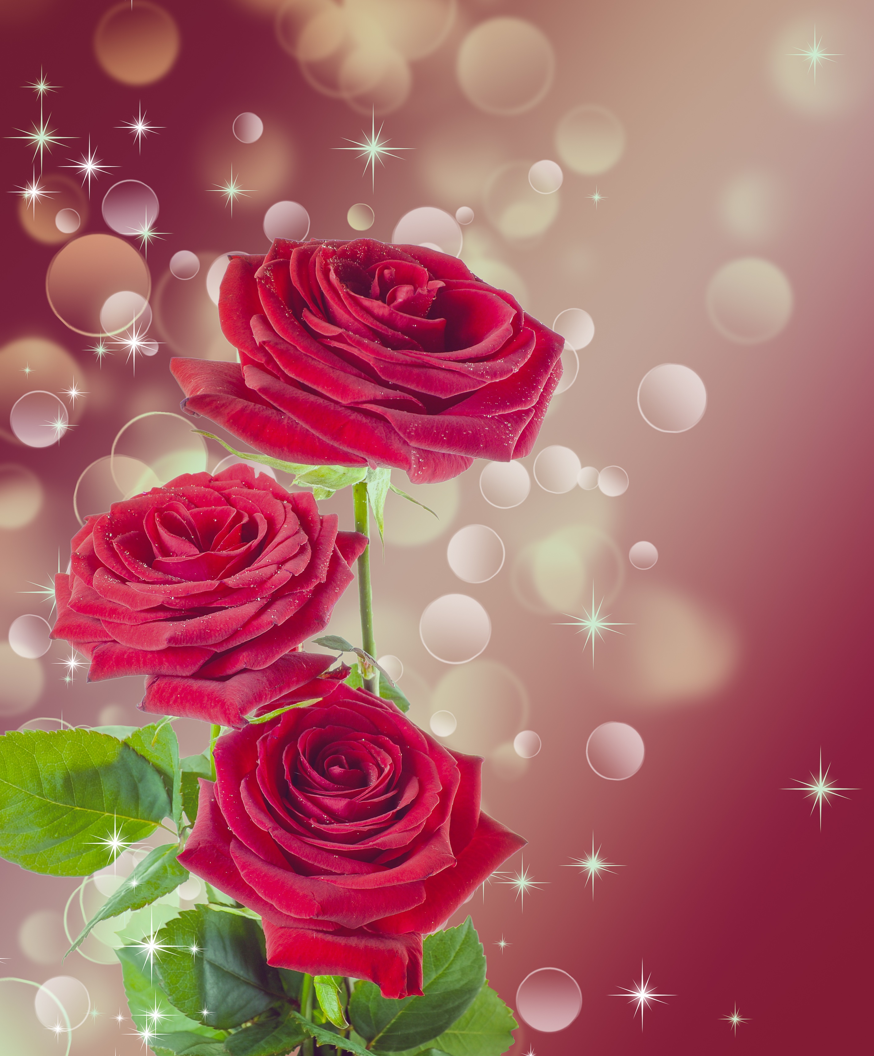 桌面上的壁纸花 红花 红玫瑰