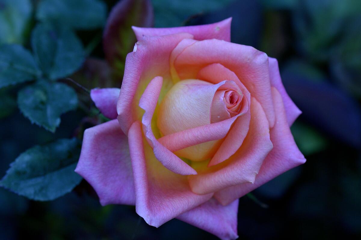 Розовая розы летней ночью