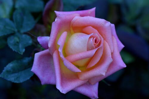 Розовая розы летней ночью