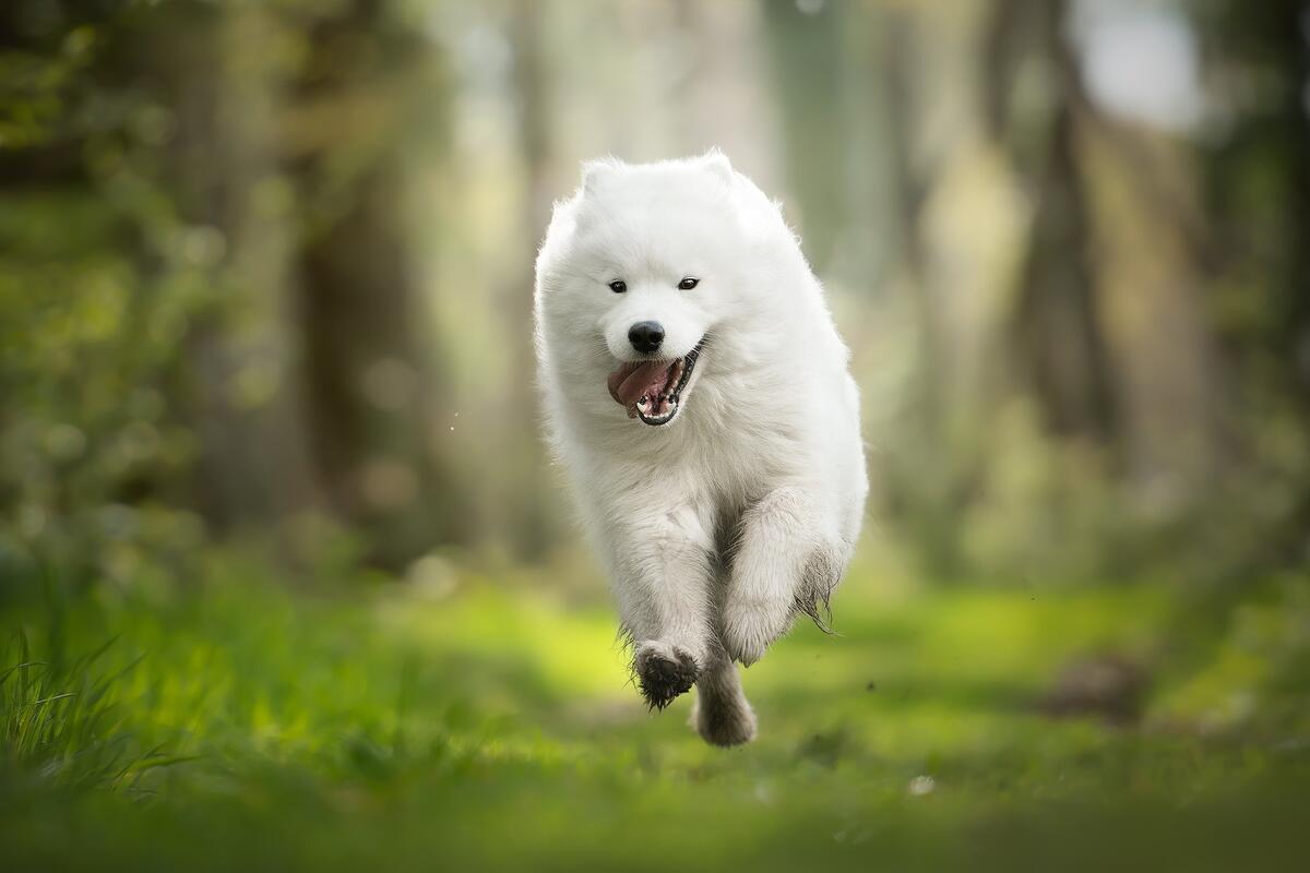 Белый пёс бежит по траве