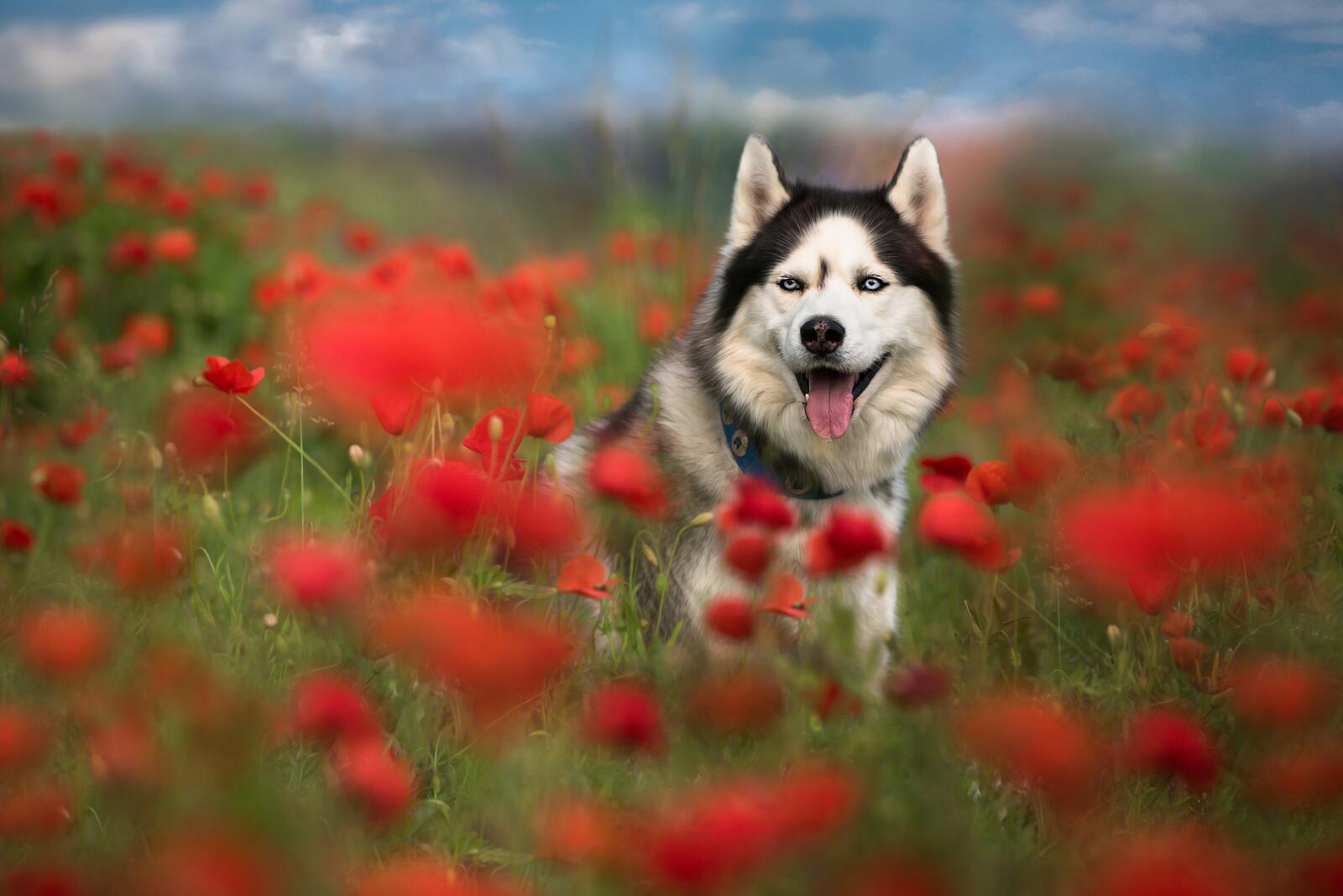 Free photo Siberian Husky in the poppy field