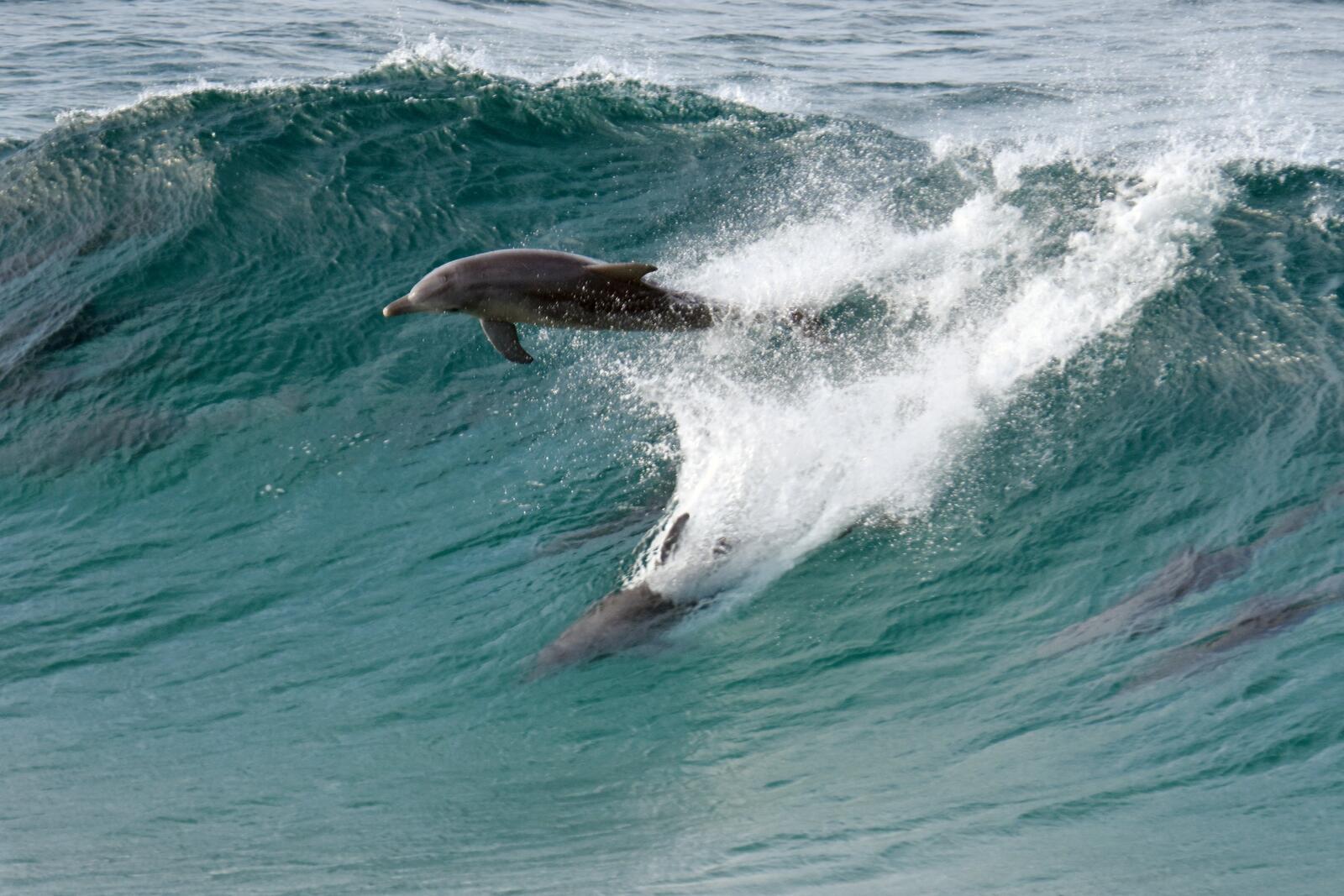 Обои дельфины волна дельфинов на рабочий стол