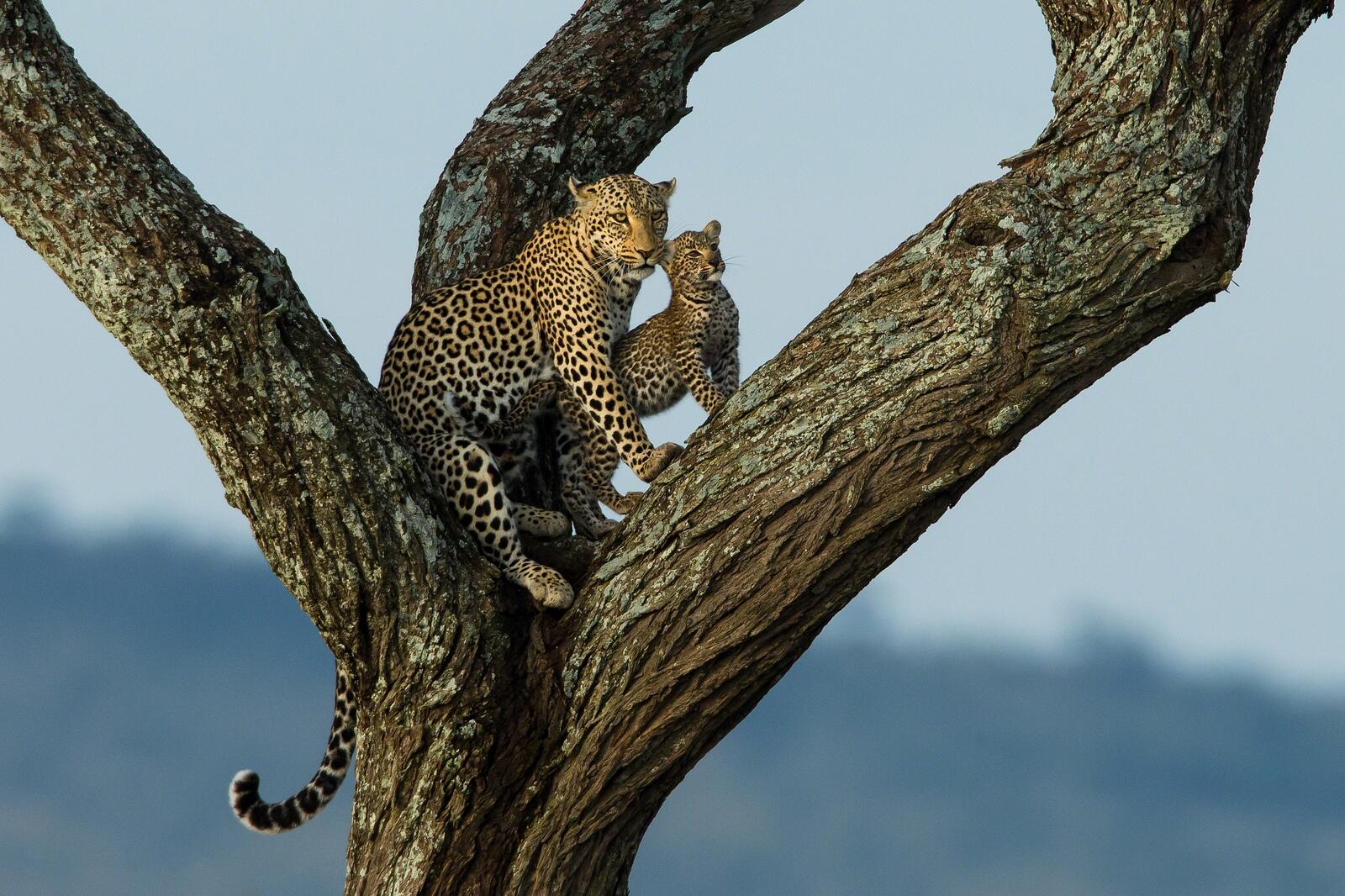 Обои хищник леопард на дереве животное на рабочий стол