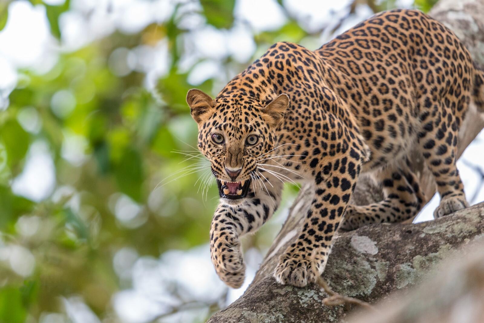 Бесплатное фото Злой леопард