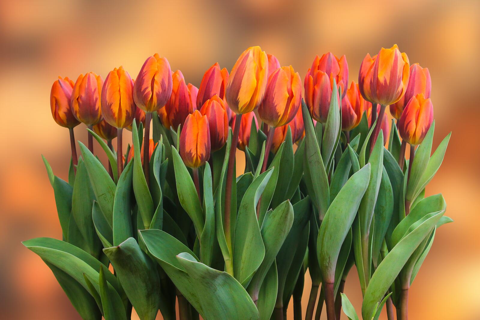 Wallpapers red tulips leaves on the desktop