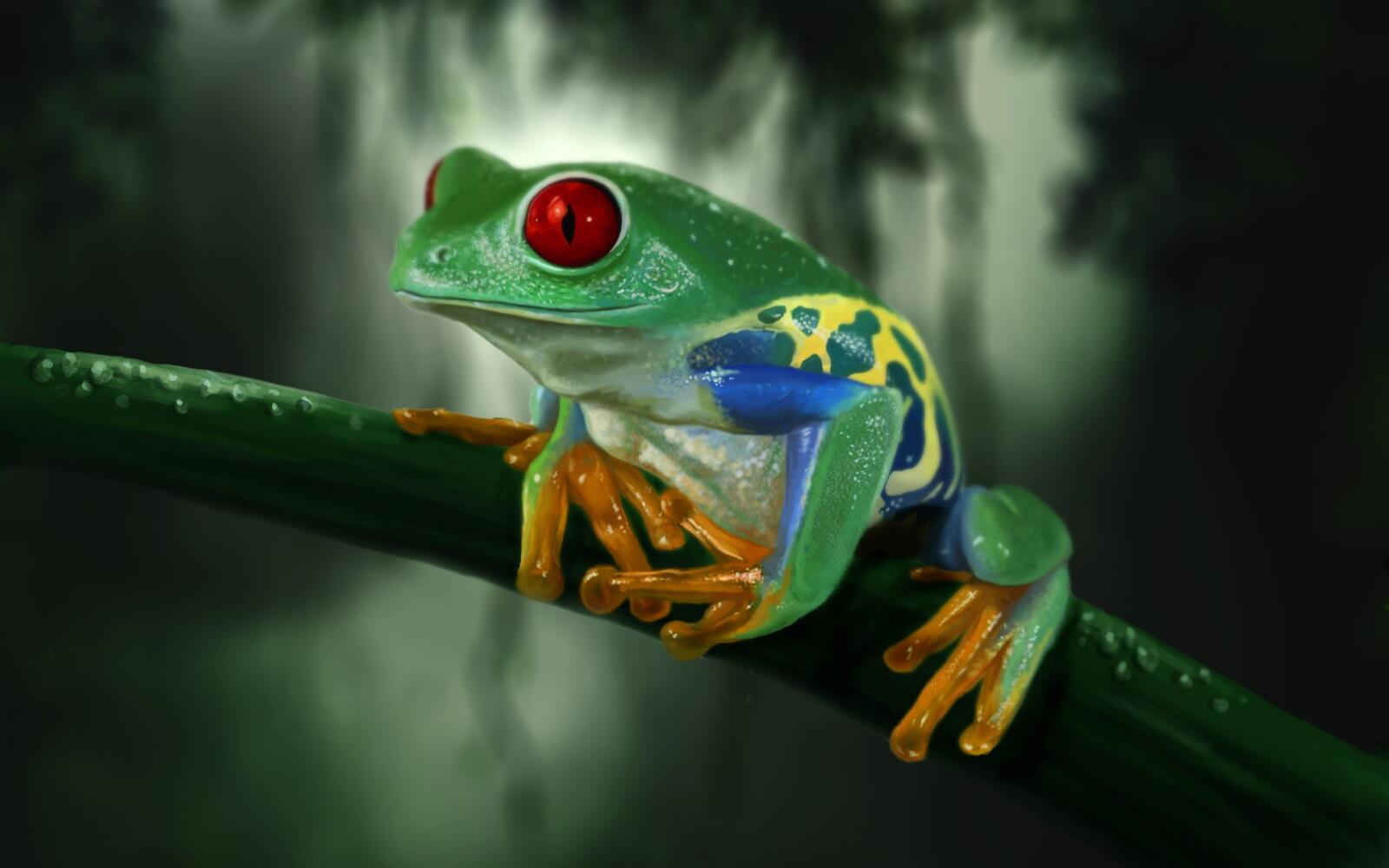 Wallpapers macro dew frog on the desktop