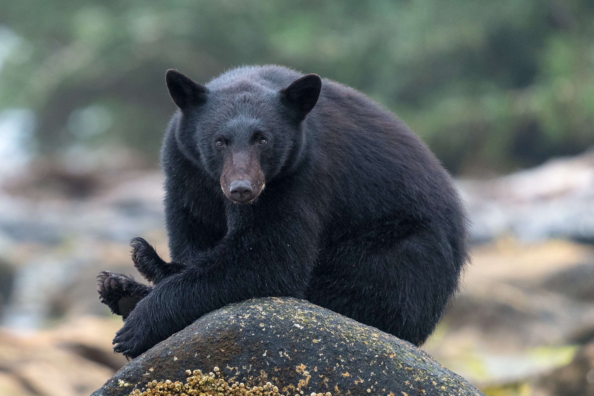 Обои бурый медведь дикий медведь черный медведь на рабочий стол