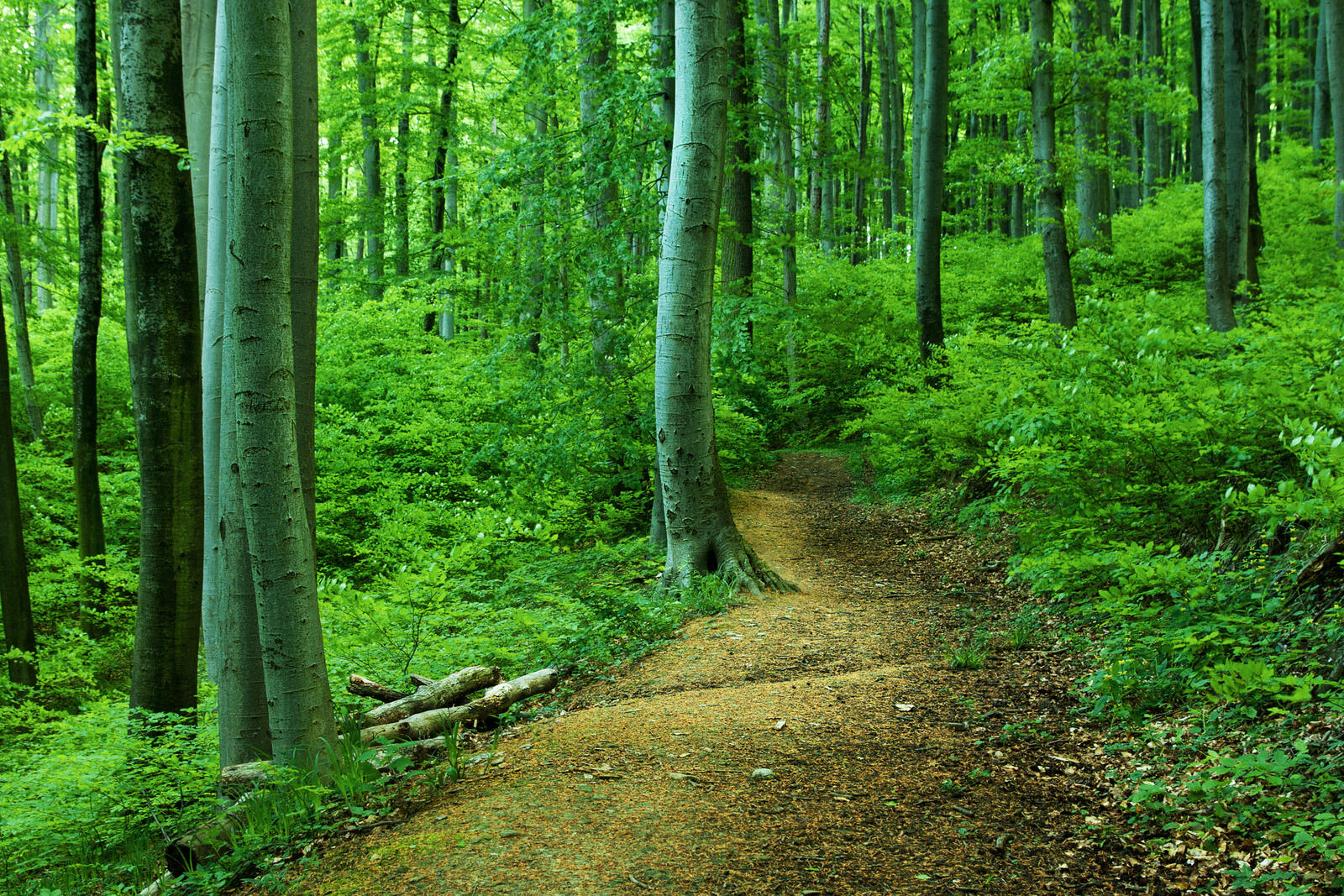 Обои дорога по лесу зеленые листья дорога в лесу на рабочий стол