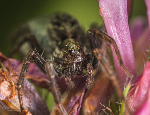 Little spider close-up