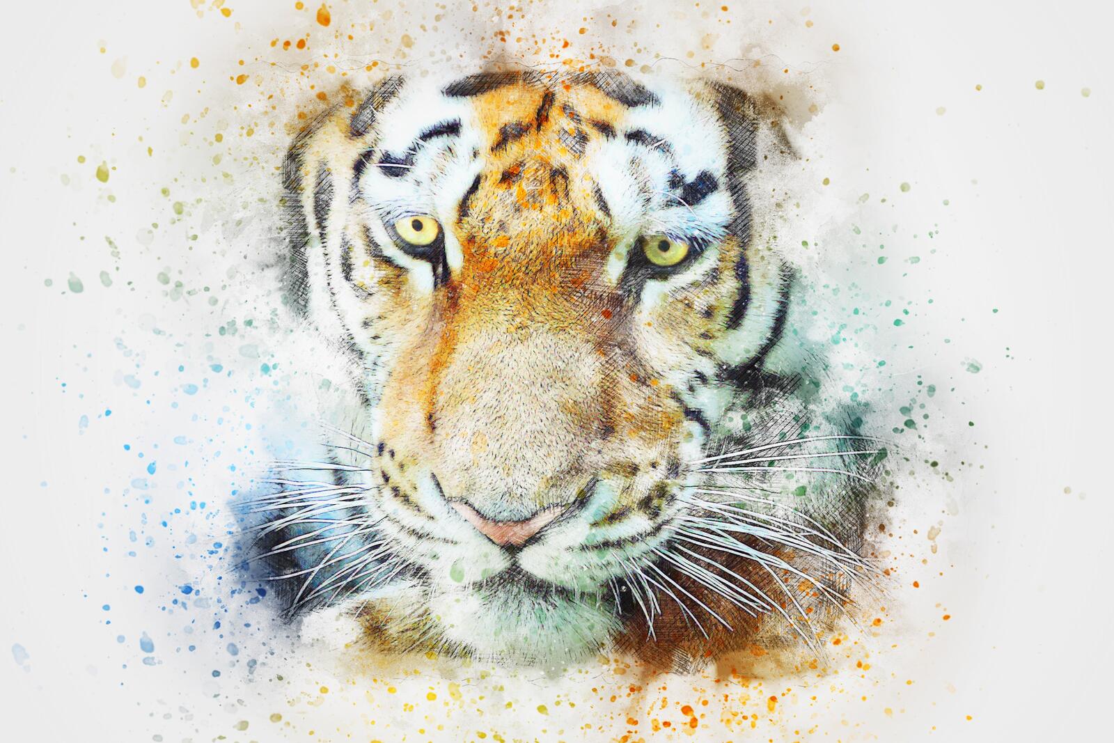 Wallpapers tiger art face on the desktop