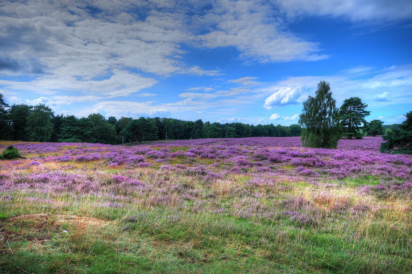 Wallpapers nature landscapes lavender on the desktop