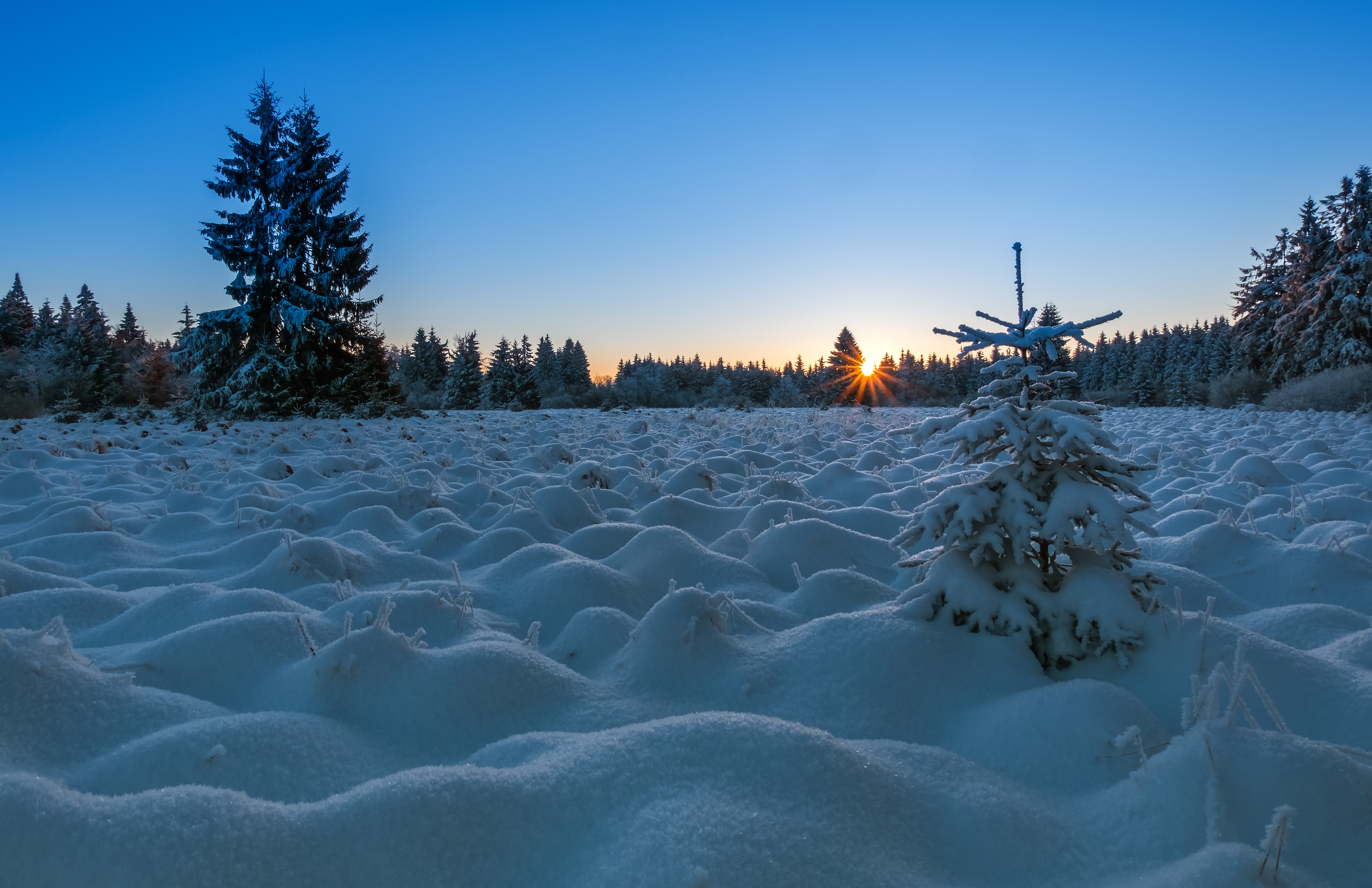 Бесплатное фото Зимний восход и елочки
