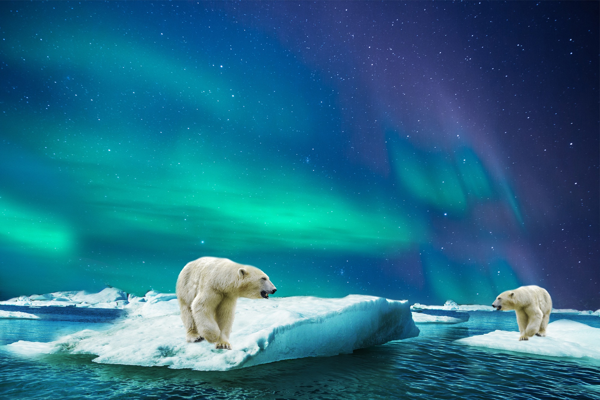 Фото бесплатно море, Северный медведь, медведи