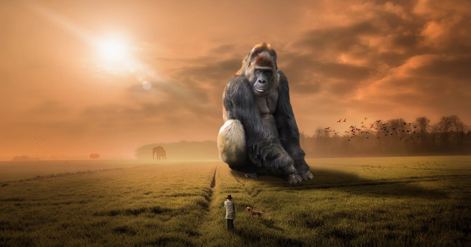 Wallpapers gorilla monkey primate on the desktop