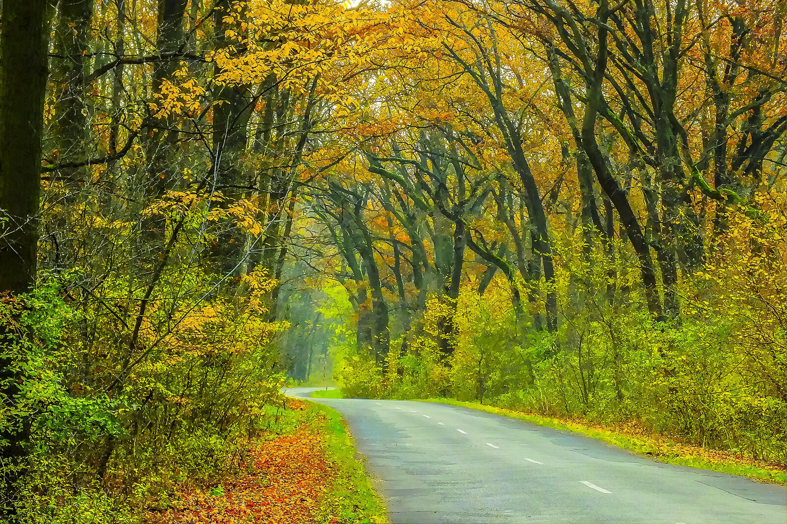 Wallpapers autumn colors autumn road in the forest on the desktop