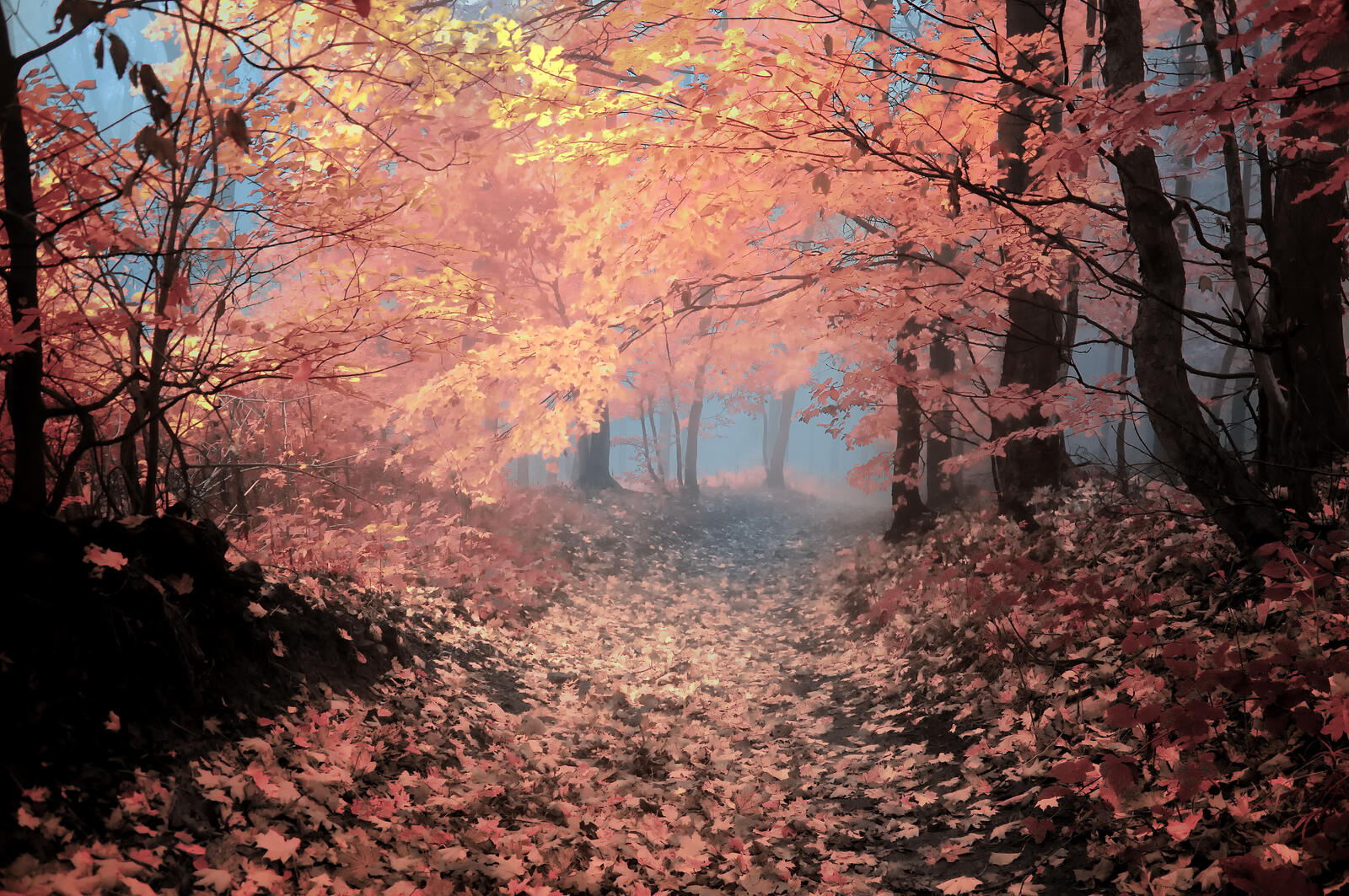 Wallpapers fog autumn leaves trees on the desktop