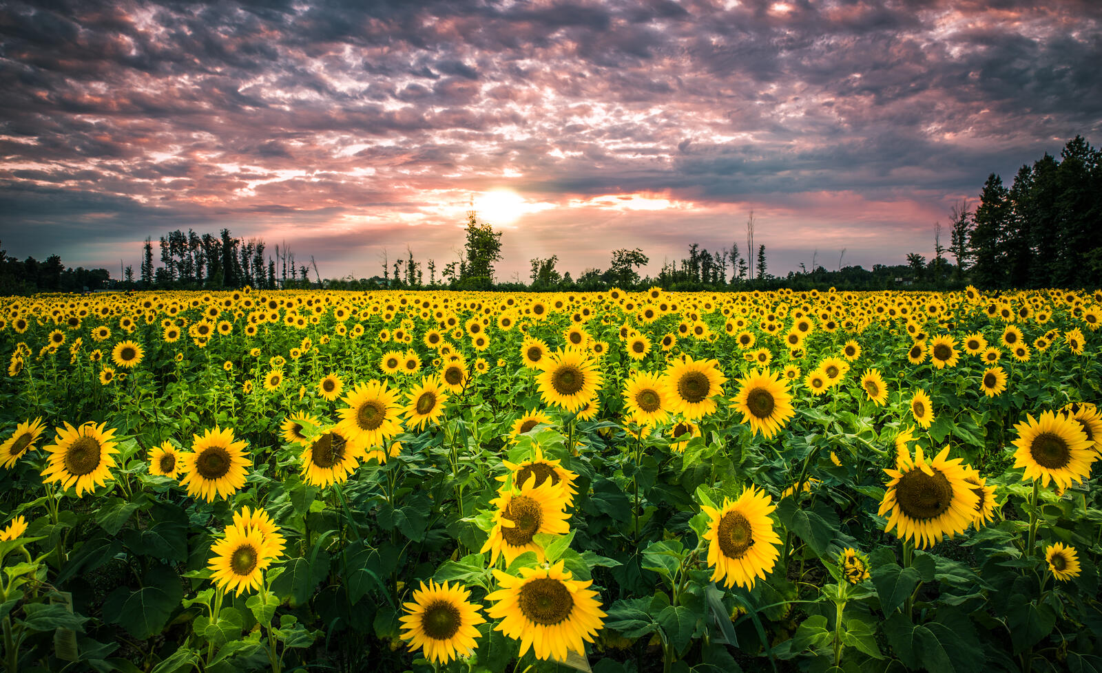 Wallpapers field sunflowers nature on the desktop