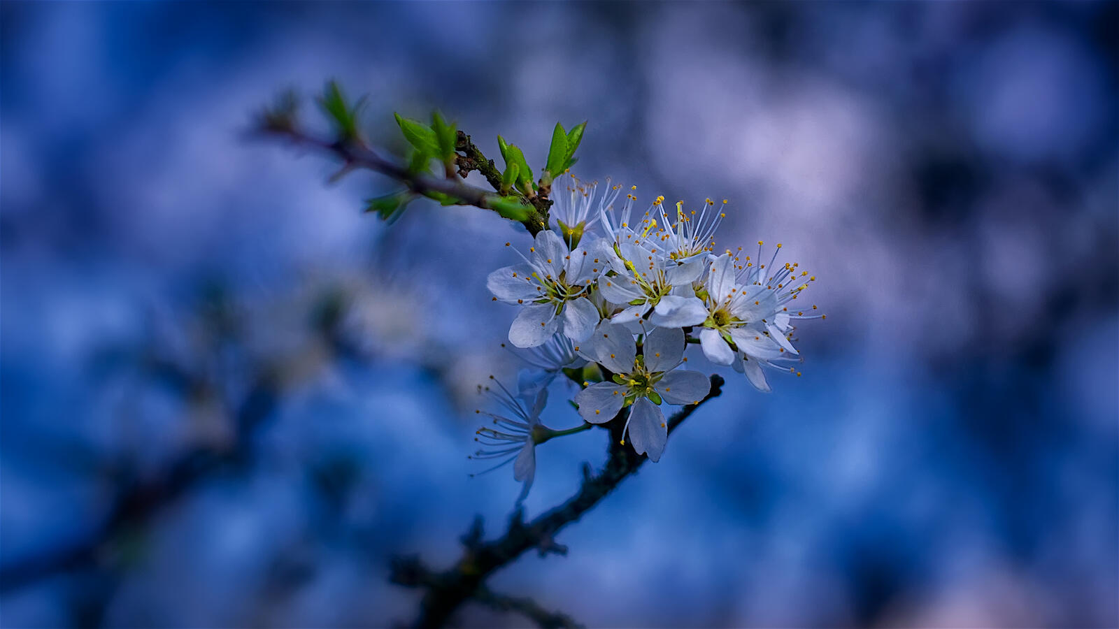 Обои весна цветущая сакура цветение на рабочий стол