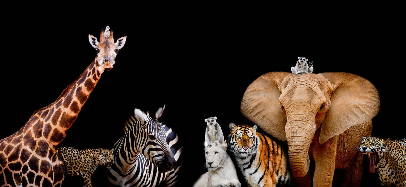 Обои A group of animals are together on a black background with text area Animals range from an Elephant Zebra на рабочий стол