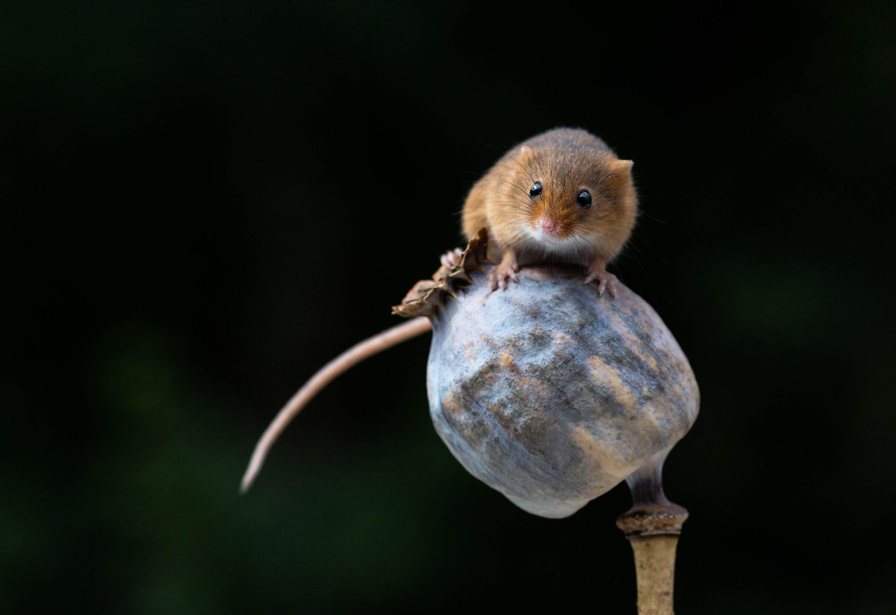 Обои мышь-малютка Harvest Mouse макро на рабочий стол
