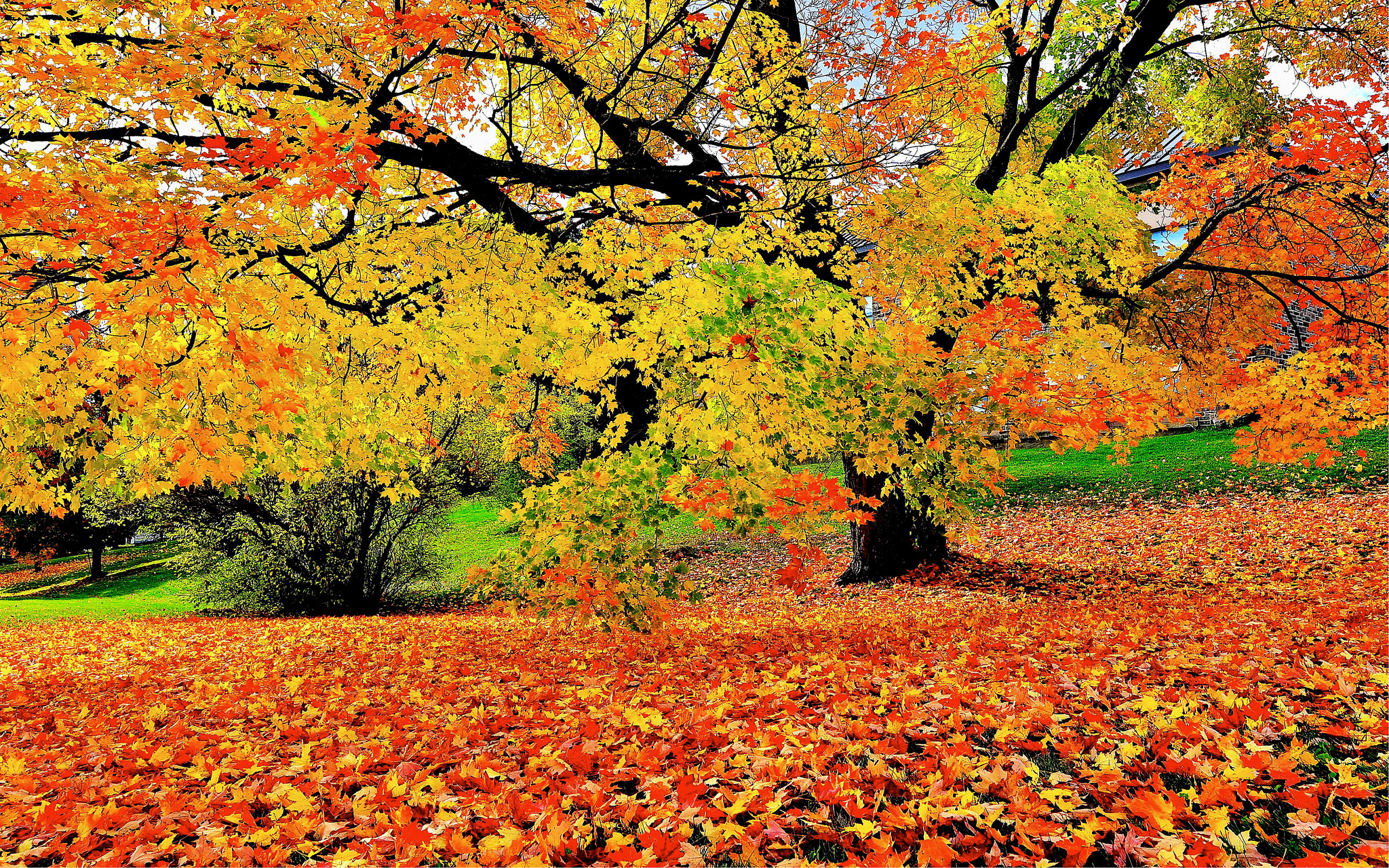 Wallpapers trees autumn colours autumn leaves on the desktop