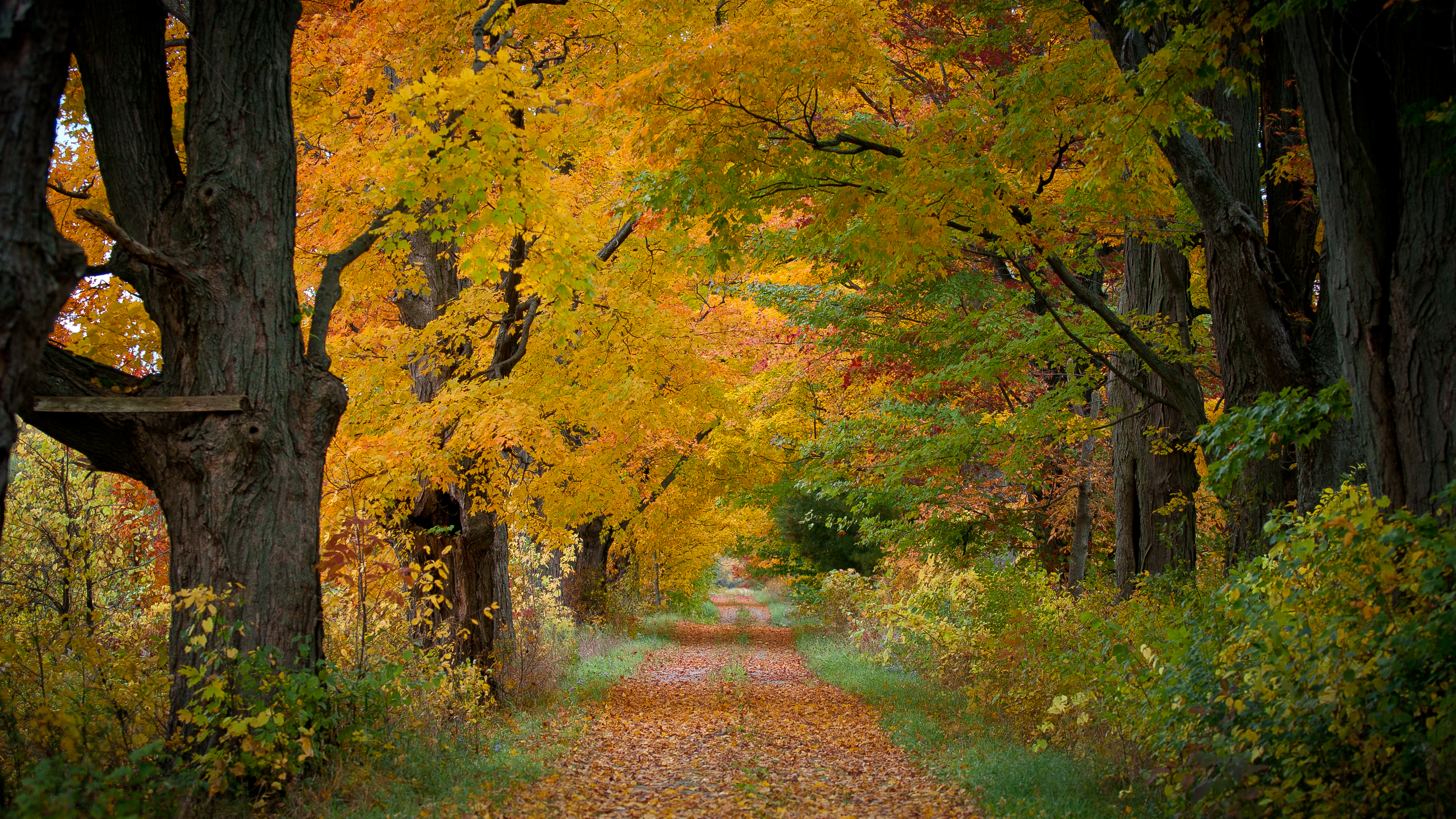 Бесплатное фото Обои осенние краски, лес на телефон высокого качества