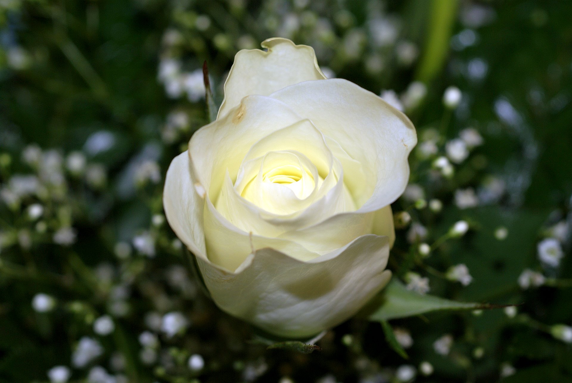 桌面上的壁纸白玫瑰 蔷薇花蕾 白芽