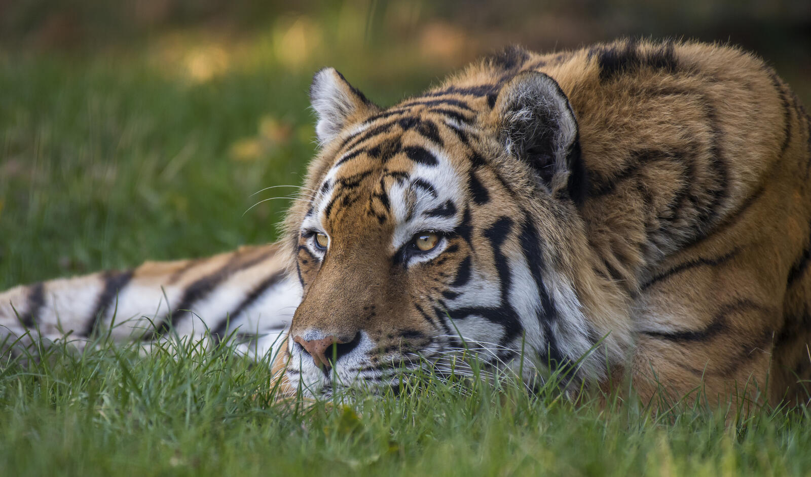 Free photo Beautiful pictures of the predator, the Amur tiger download for free