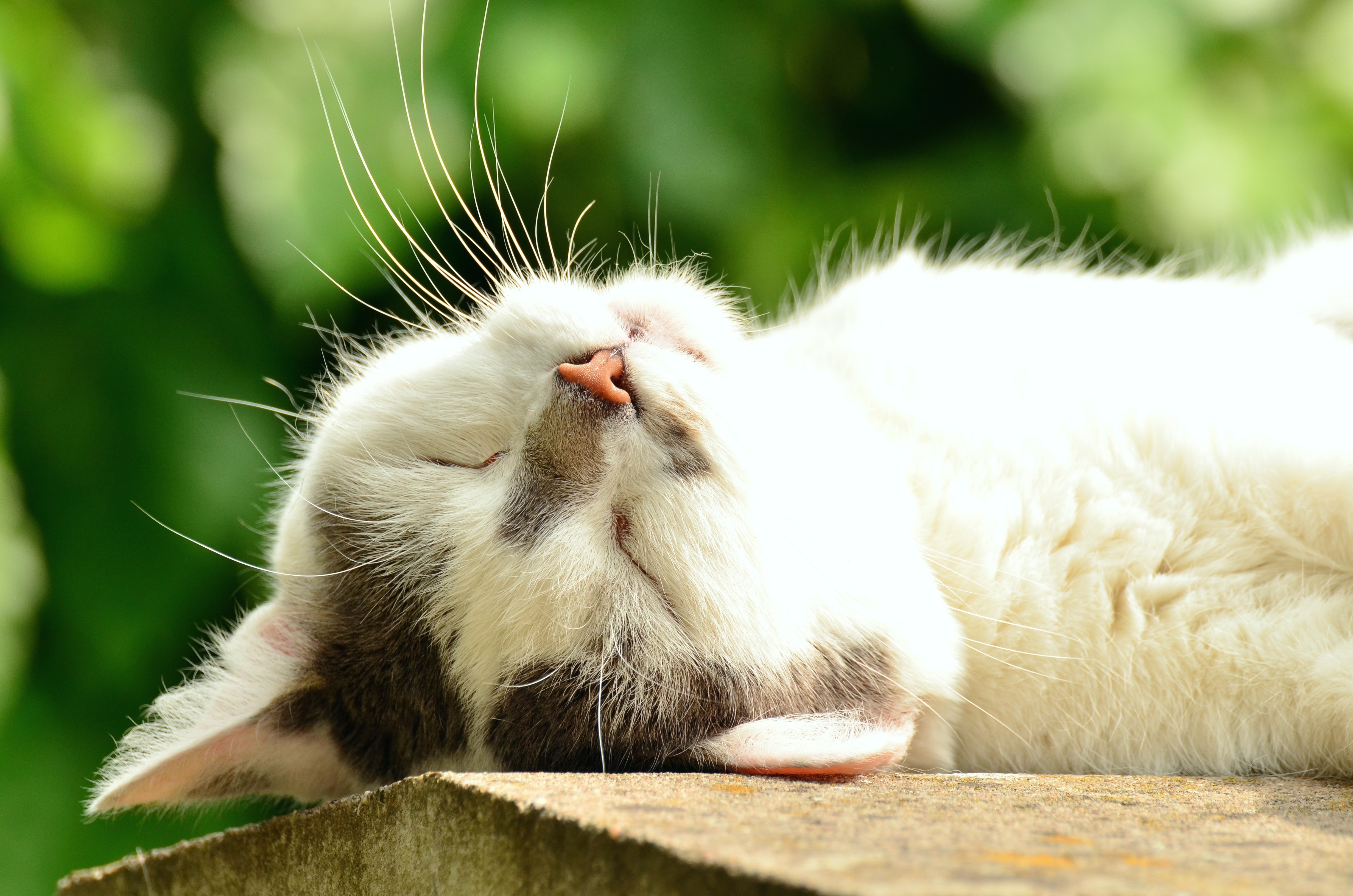 Фото бесплатно кот, белый, лежит