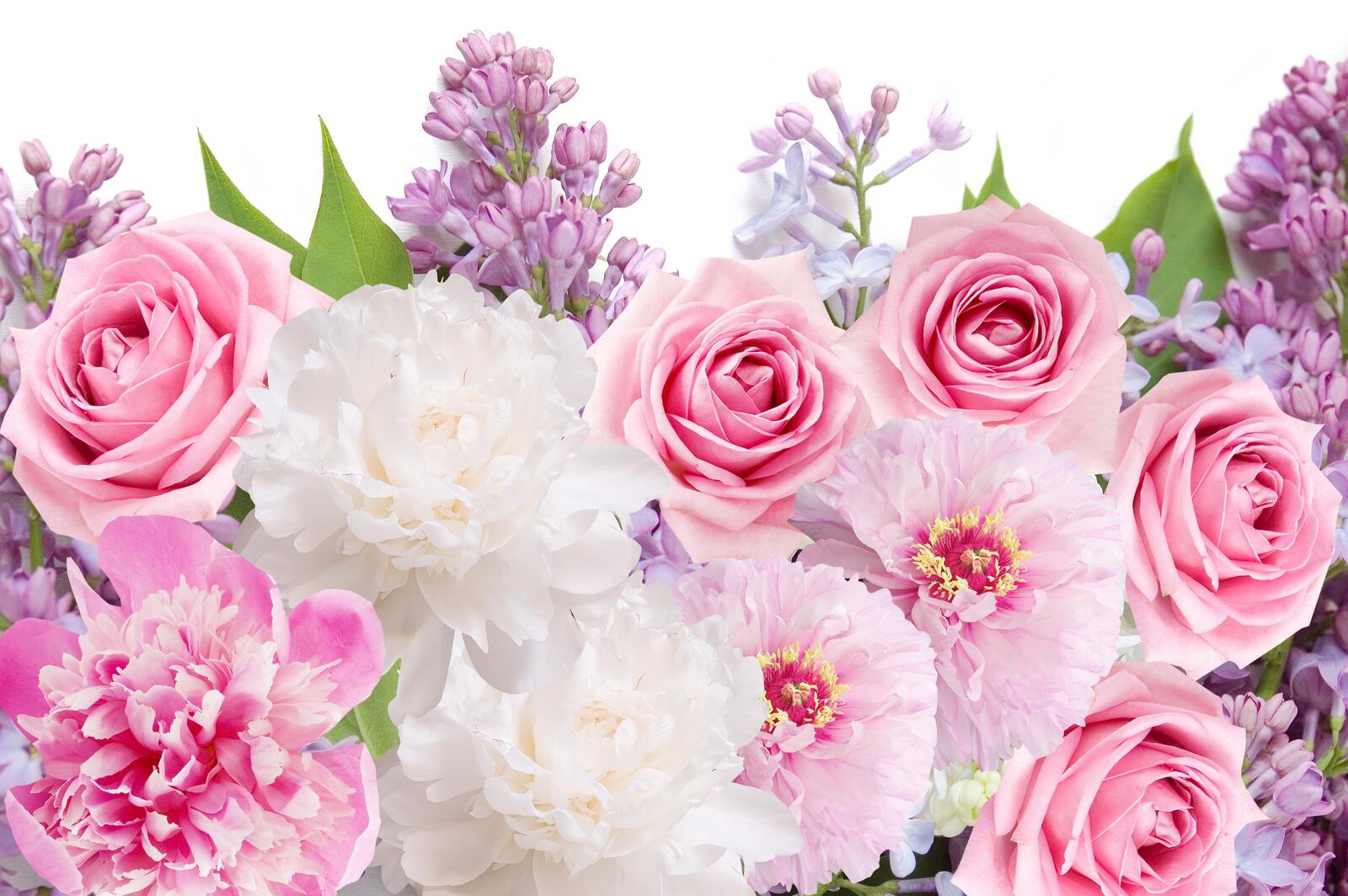 Обои сирень пионы цветы розы на рабочий стол