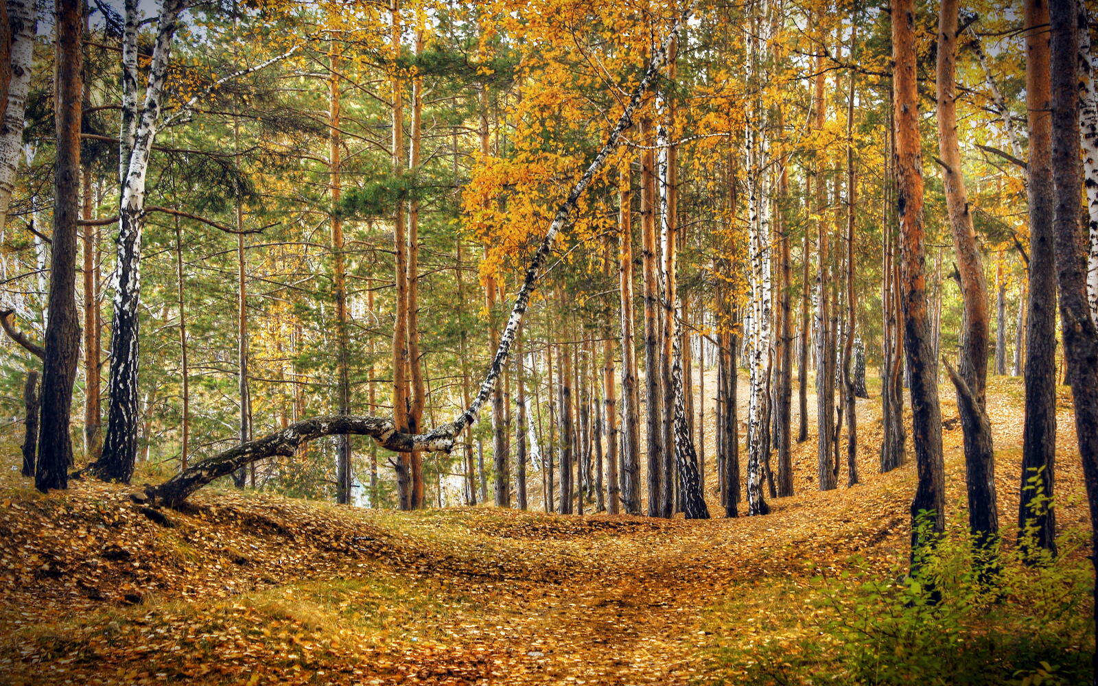Wallpapers landscape autumn colours forest on the desktop